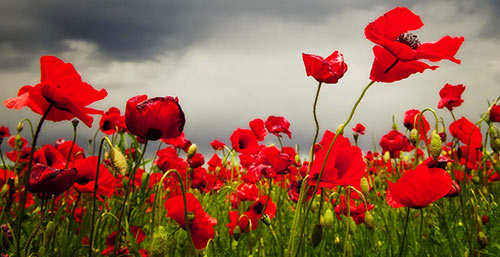 poppy field